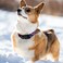 Hikiko Martingale Collar for Dogs Adjustable Soft Nylon Dog Collars with Special Design Cute Patterns for Puppy XSmall Dog Collar XSmallBlue Flower