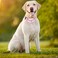 YOUALSO Martingale Collar for Dogs NoSlip Escape Proof Choke No Pull Cinch Soft Nylon Dog Training Collars Adjustable for Small Medium Large Breed Pet Dogs Pink Daisy M
