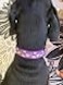 Petiry Martingale Dog CollarFloral Patternwith Safety Quick Release BuckleEscapeProof AntiPull for Small DogsPurple FloralS