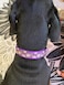 Petiry Martingale Dog CollarFloral Patternwith Safety Quick Release BuckleEscapeProof AntiPull for Small DogsPurple FloralS