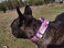 Pimaodog Heavy Duty Nylon Dog Collar Adjustable Martingale Dog Collar for Walking Training Boy and Girl Dogs Medium Large Dogs M3645CM Pink