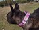 Pimaodog Heavy Duty Nylon Dog Collar Adjustable Martingale Dog Collar for Walking Training Boy and Girl Dogs Medium Large Dogs M3645CM Pink