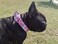 Pimaodog Heavy Duty Nylon Dog Collar Adjustable Martingale Dog Collar for Walking Training Boy and Girl Dogs Medium Large Dogs M3645CM Pink
