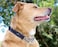 Rogz Reflective Nylon Choke Collar Slip Show Obedience Training Gentle Choker for Large Dogs Pink