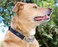 Rogz Reflective Nylon Choke Collar Slip Show Obedience Training Gentle Choker for Medium Dogs Purple