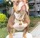 SUNEW Medium Dogs Training Collar with Dog Tag Design Secure Buckle Cuban Link Chain Collar Heavy Duty Chew Proof Strong