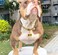 SUNEW Medium Dogs Training Collar with Dog Tag Design Secure Buckle Cuban Link Chain Collar Heavy Duty Chew Proof Strong