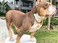 SUNEW Medium Dogs Training Collar with Dog Tag Design Secure Buckle Cuban Link Chain Collar Heavy Duty Chew Proof Strong