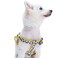 Blueberry Pet 2 Patterns Soft Comfy Stepin Loving Daisy Prints Padded Dog Harness Chest Girth 20 26 Medium Adjustable Harnesses for Dogs