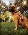 Blueberry Pet 4 Colors Soft Comfy 3M Reflective Jacquard Padded Dog Harness Chest Girth 30 385 Marsala Red Large Adjustable Harnesses for Dogs
