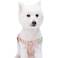 Blueberry Pet 9 Patterns Stepin Spring Scent Inspired Rose and Butterfly Print Pastel Pink Dog Harness Chest Girth 26 39 Large Adjustable Harnesses for Dogs