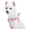 Blueberry Pet Essentials Stepin Dog Harness Large Size Adjustable Baby Pink Vest Classic Solid Nylon for Boy Girl Dogs Chest Girth 2639