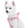 Blueberry Pet Essentials Stepin Dog Harness Large Size Adjustable Baby Pink Vest Classic Solid Nylon for Boy Girl Dogs Chest Girth 2639