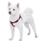 Blueberry Pet Essentials Stepin Dog Harness Large Size Adjustable Fired Brick Vest Classic Solid Nylon for Boy Girl Dogs Chest Girth 2639