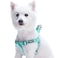 Blueberry Pet Essentials Stepin Dog Harness Large Size Adjustable Mint Blue Vest Classic Solid Nylon for Boy Girl Dogs Chest Girth 2639
