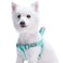 Blueberry Pet Essentials Stepin Dog Harness Large Size Adjustable Mint Blue Vest Classic Solid Nylon for Boy Girl Dogs Chest Girth 2639