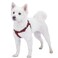 Blueberry Pet Essentials Stepin Dog Harness Small Size Adjustable Fired Brick Vest Classic Solid Nylon for Boy Girl Dogs Chest Girth 165 215