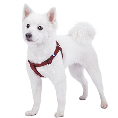 Blueberry Pet Essentials Stepin Dog Harness Small Size Adjustable Fired Brick Vest Classic Solid Nylon for Boy Girl Dogs Chest Girth 165 215