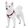 Blueberry Pet Essentials Stepin Dog Harness Small Size Adjustable Fired Brick Vest Classic Solid Nylon for Boy Girl Dogs Chest Girth 165 215