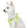 Blueberry Pet Essentials Stepin Dog Harness Small Size Adjustable Highlighter Yellow Vest Classic Solid Nylon for Boy Girl Dogs Chest Girth 165 215