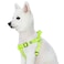 Blueberry Pet Essentials Stepin Dog Harness Small Size Adjustable Highlighter Yellow Vest Classic Solid Nylon for Boy Girl Dogs Chest Girth 165 215