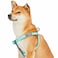 Blueberry Pet Soft Comfy 3M Reflective Stepin Pastel Color Padded Dog Harness Chest Girth 165 215 Mint Blue Small Adjustable Harnesses for Dogs