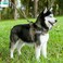 EXCELLENT ELITE SPANKER No Pull Dog Harness Padded Military Patrol Vest Adjustable Nylon Small Service Walking Dog Harness with Handle for Training RunningBLKM