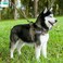 EXCELLENT ELITE SPANKER No Pull Dog Harness Padded Military Patrol Vest Adjustable Nylon Small Service Walking Dog Harness with Handle for Training RunningBLKM