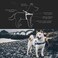 EzyDog Quick Fit Dog Harness No Pull Harness for Training Everyday Walking and Easy Control Adjustable Fit Reflective and Padded Large Orange