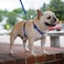 LupinePet Originals 34 Dapper Dog 2032 Adjustable Roman Dog Harness for Medium Dogs