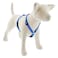 LupinePet Originals 34 Dapper Dog 2032 Adjustable Roman Dog Harness for Medium Dogs