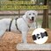 PUPTECK Escape Proof Dog Harness No Pull Soft Padded Full Body Pet Halter Harness with Lift Handle for Small Medium Large Doggies Walking Hiking Hunting SnowWhite Black M