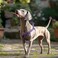 QQPETS Dog Harness Leash Set Adjustable Heavy Duty No Pull Halter Harnesses for Small Medium Large Breed Dogs Back Clip AntiTwist Perfect for Walking