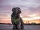 Rogz Reflective Stepin Adjustable Harness for Small Dogs matching collar and lead available Red