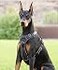4Knines No Pull Dog Harness for Large Dogs Adjustable Reflective Harness with Front Back Leash Clips Durable Easy Control for Walks Training Black