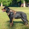 Beebiepet Heavy Duty Tactical Dog Harness for Small Dogs No Pull Adjustable Pet Harness Reflective Service Training Easy Control Pet Vest Military K9 Working Dog HarnessesX Large Desert Camo