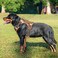 Beebiepet Heavy Duty Tactical Dog Harness for Small Dogs No Pull Adjustable Pet Harness Reflective Service Training Easy Control Pet Vest Military K9 Working Dog HarnessesX Large Desert Camo