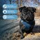 Best Pet Supplies Voyager Stepin Air Harness All Weather Mesh Reflective No Pull Harness for Dogs Cats Secure with Hook Loop Fastener Buckle Double DRings Blue M