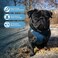 Best Pet Supplies Voyager Stepin Air Harness All Weather Mesh Reflective No Pull Harness for Dogs Cats Secure with Hook Loop Fastener Buckle Double DRings Blue M