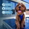 Best Pet Supplies Voyager Stepin Air Harness All Weather Mesh Reflective No Pull Harness for Dogs Cats Secure with Hook Loop Fastener Buckle Double DRings Royal BlueBlack Trim S