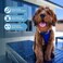 Best Pet Supplies Voyager Stepin Air Harness All Weather Mesh Reflective No Pull Harness for Dogs Cats Secure with Hook Loop Fastener Buckle Double DRings Royal BlueBlack Trim S