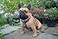 Bestia Studded Leather Harness Bullterrier Size 100 Leather Handmade in Europe