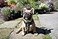 Bestia Studded Leather Harness Bullterrier Size 100 Leather Handmade in Europe