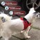 Metric USA Comfort fit All Weather Stepin Dog Harness Adjustable Small Dog Harness Medium Sized Dogs Soft Padded Easy Walk Dog Vest Harnesses