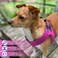 Metric USA Comfort Fit No Pull Dog Harness for Small Medium Large Dogs Soft Padded Adjustable Buckles Step in Pet Harness with Leash Clips Reflective Straps with Easy Control Handle Pet Vest Harness