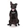 Dexil Limited Security Black Color Coded NonPull Front and Back D Ring Padded and Waterproof Vest Dog Harness Prevents Accidents by Warning Others of Your Dog in Advance XS