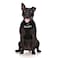 Dexil Limited Security Black Color Coded NonPull Front and Back D Ring Padded and Waterproof Vest Dog Harness Prevents Accidents by Warning Others of Your Dog in Advance XS