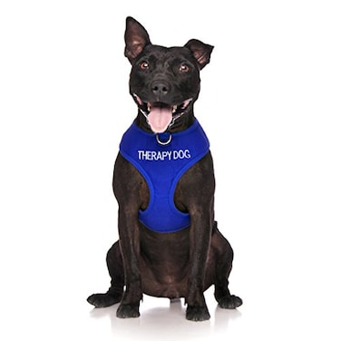 Dexil Limited Therapy Dog Blue Color Coded NonPull Front and Back D Ring Padded and Waterproof Vest Dog Harness Prevents Accidents by Warning Others of Your Dog in Advance XS