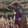 Embark Pets Embark Adventure Large Dog Harness NoPull Reflective Trim MilitaryGrade Nylon Front Clip with GelLined Handle