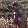 Embark Pets Embark Adventure Large Dog Harness NoPull Reflective Trim MilitaryGrade Nylon Front Clip with GelLined Handle